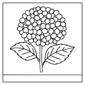 Omalovánka hortenzie – detailní coloring page květiny k vybarvení zdarma