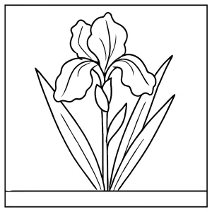 Omalovánka iris, květina na vybarvení zdarma – coloring page pro děti a dospělé