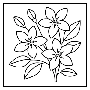 Omalovánka květu jasmínu – coloring page k vytištění zdarma