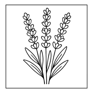 Levandule omalovánka – detailní coloring page květiny k vytištění zdarma
